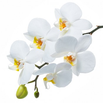 Стол обеденный Танго белый/Орхидея в Канске - kansk.mebel54.com | фото